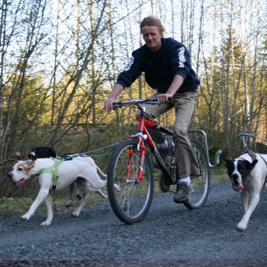 Springer Hondenfietsbeugelset