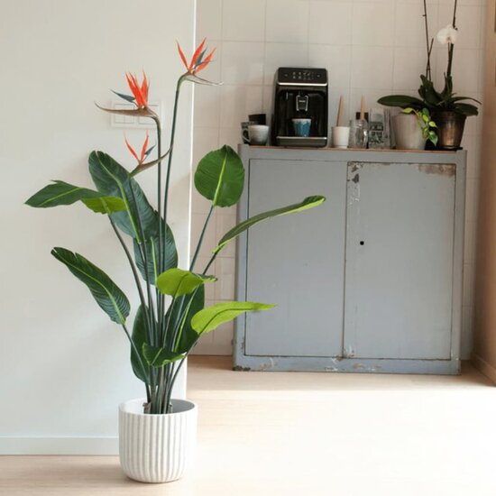 Kunstplant met pot en bloemen Strelitzia 120 cm